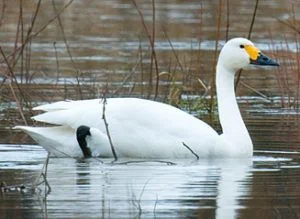 Bílá labuť plaví na vodě s holými trsy v pozadí.