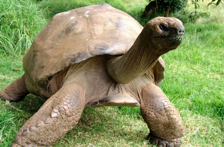 Velká galapagská želva chodící po zelené trávě.