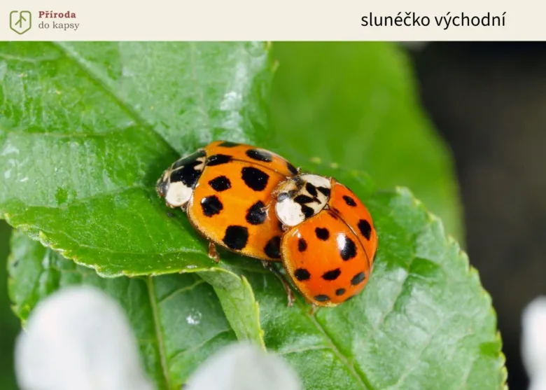 Ladybugs mating on leaf