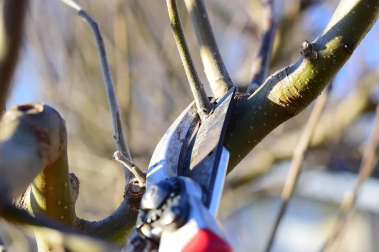 Nůžky na řezání stromu při údržbě větví venku.