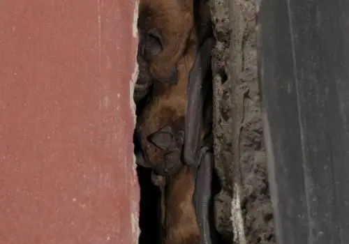 Netopýři se shlukují v úzké štěrbině mezi zdmi.