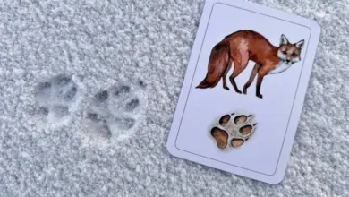 Stopy lišky ve sněhu s identifikační kartou pro porovnání.