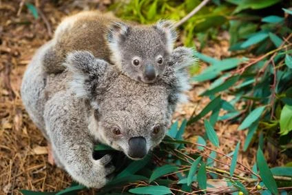 Koala s mládětem na zádech v přírodě.