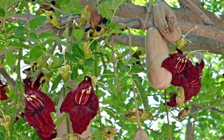 Fotografie květů a plodů klobásového stromu Ceiba pentandra.