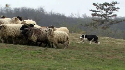 Stádo ovcí s pastouškem na travnatém svahu v přírodě.