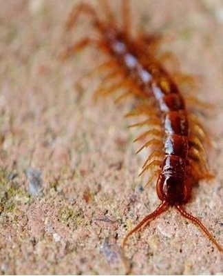 House centipede
