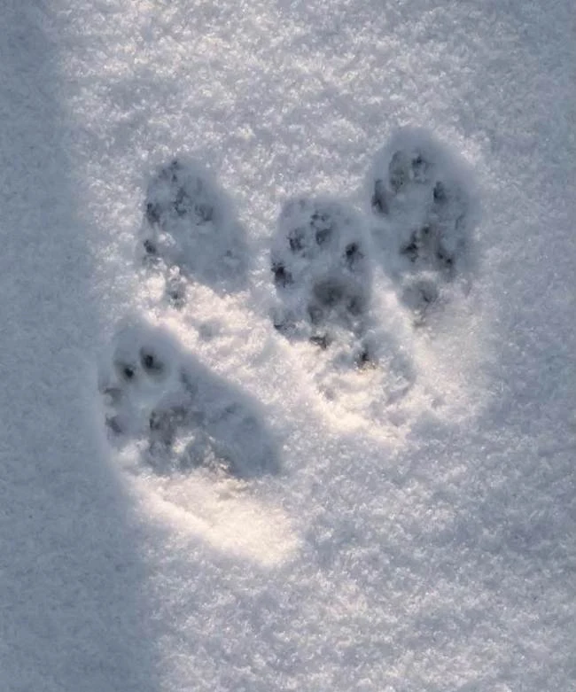 Animal paw prints in snow