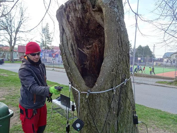 Muž uzavírá velkou dutinu ve stromu pomocí speciálního vybavení.