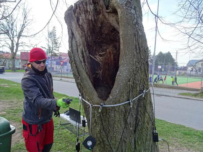 Muž zkoumá velkou dutinu v kmeni stromu s měřicími přístroji.