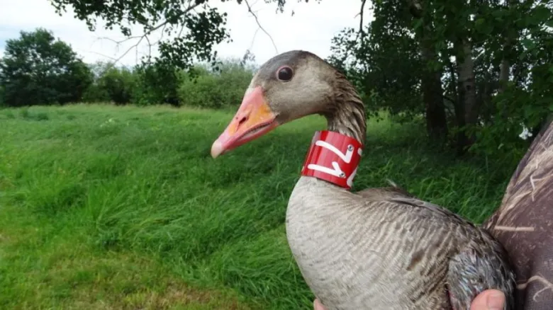 Housenka s červeným obojkem na krku v přírodě.