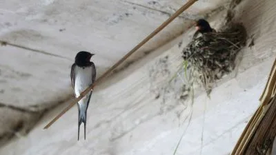 Swallow on wall with nest