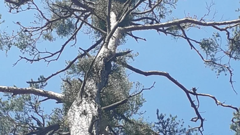 Borovice s bílou kůrou a odumřelými spodními větvemi.