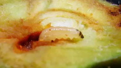 Bílá larva jabloně v řezu jablem s hnijícím jádrem.