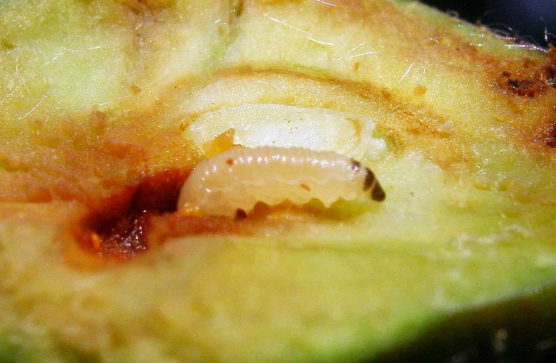 Bílá larva jabloně v řezu jablem s hnijícím jádrem.