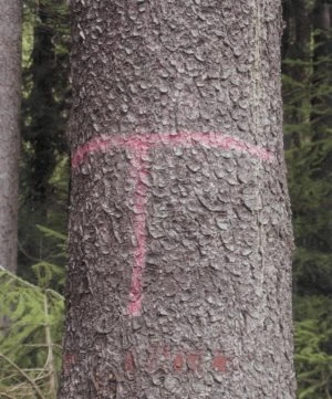 Tree trunk with marking