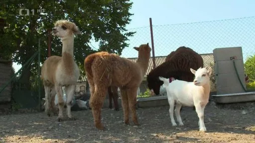 Alpaky, lama a koza stojí venku u plotu.