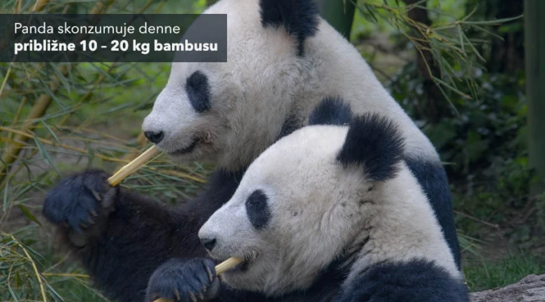 Dva pandi jedí bambus v přírodním prostředí.