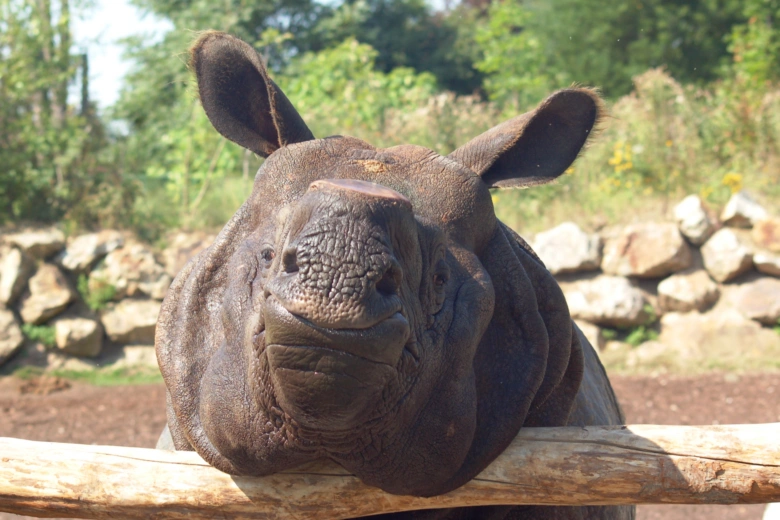 Hlava indického nosorožce opřená o dřevěný plot v zoo.