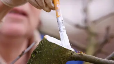 Ruce v rukavicích nanášejí bílou hnojivu na řez stromu.