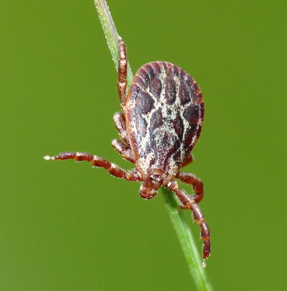 Tick on grass stem