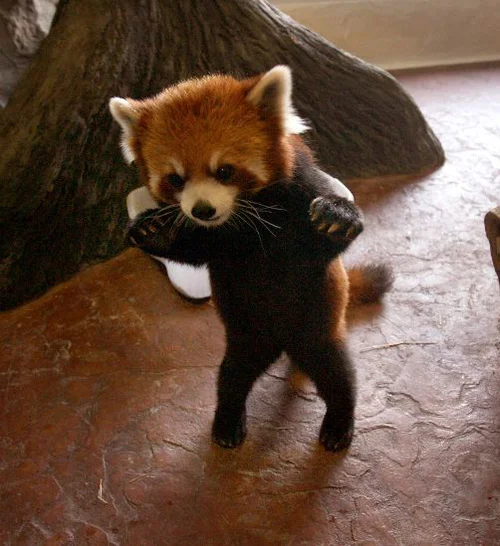 Red panda standing up