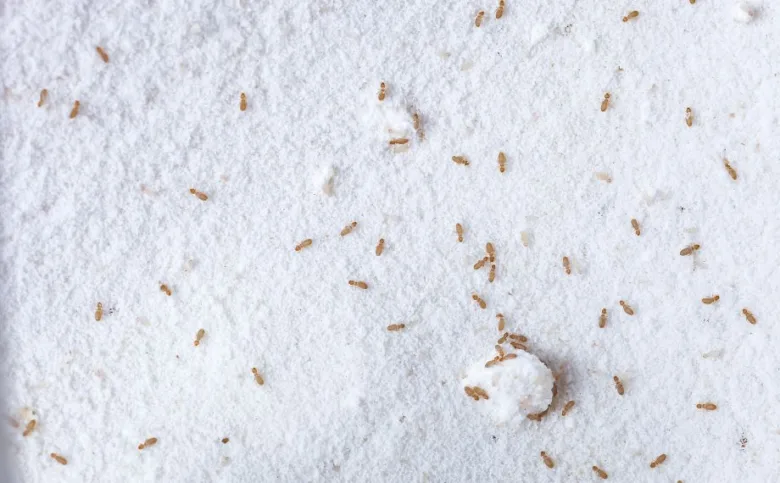Termite swarmers on wallpaper