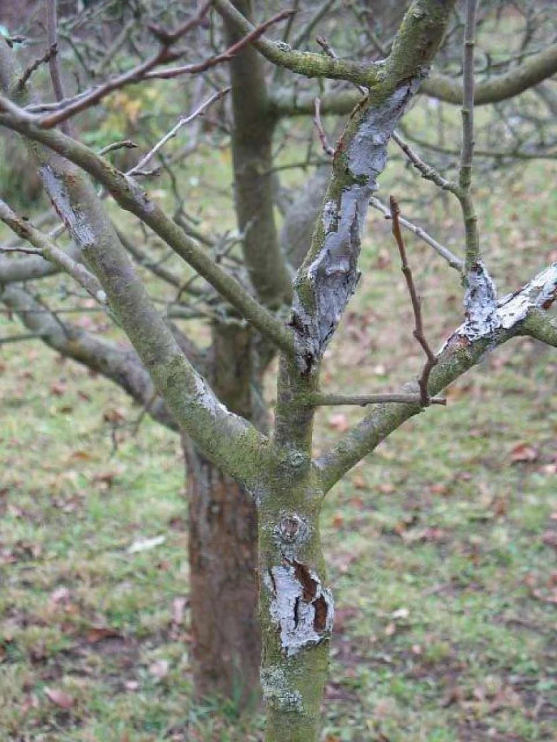 Kmen stromu s prasklinami v kůře na větvích.