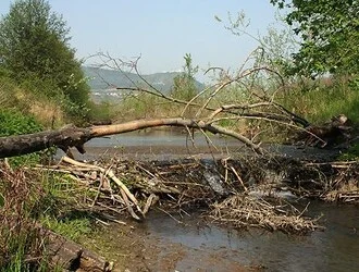 Padlý strom blokuje potok v přírodě.