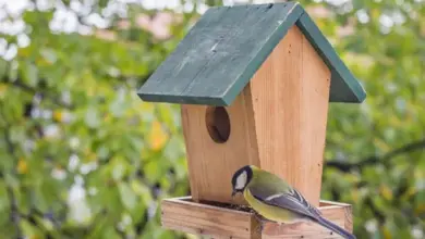Great tit at feeder