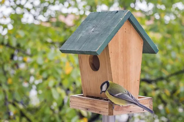 Great tit at feeder