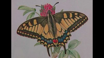 Ilustrace motýla s křídly na květu.