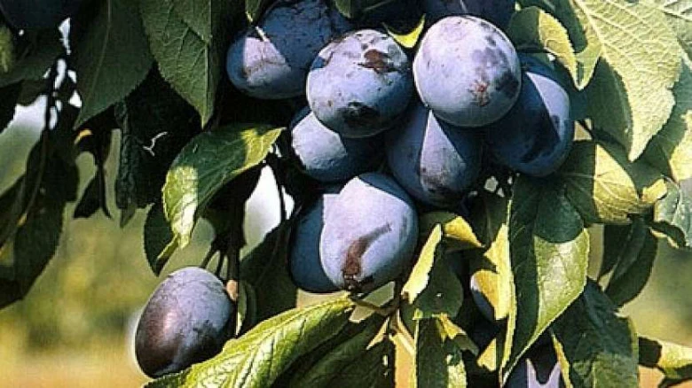 Skupina divokých švestek visících na větvi stromu.