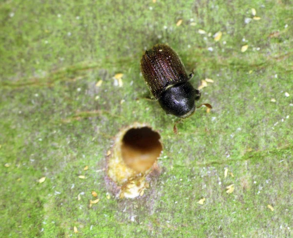 Pine beetle on leaf with hole