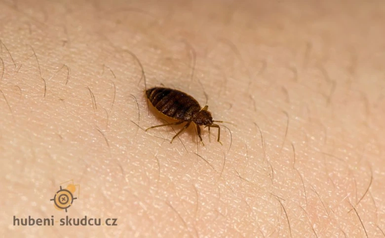 Štětice na lidské kůži - detailní záběr hmyzu.