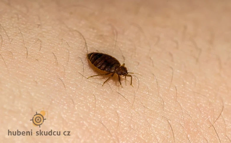 Blízký záběr štěnice na lidské kůži pro článek o likvidaci.