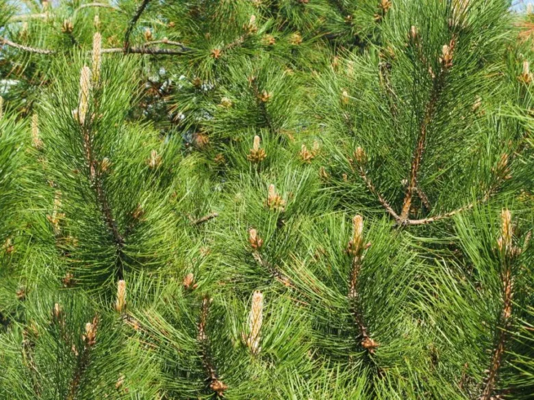 Pine tree branches with cones