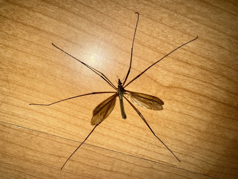 Velký komár s dlouhýma nohama leží na dřevěném povrchu.