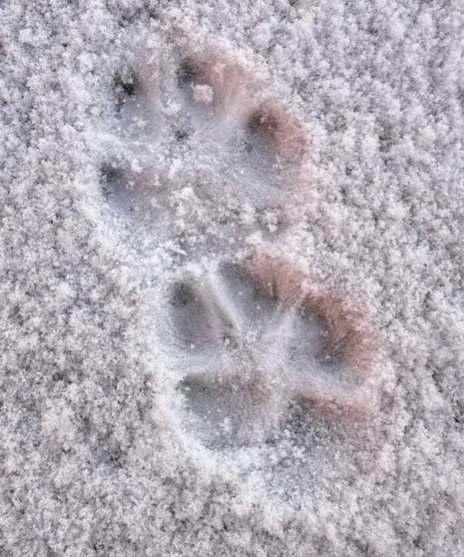 Snowy animal paw prints