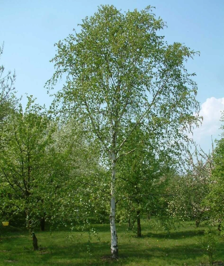 Bílá bříza s bílou kůrou v zelené zahradě pod modrou oblohou.