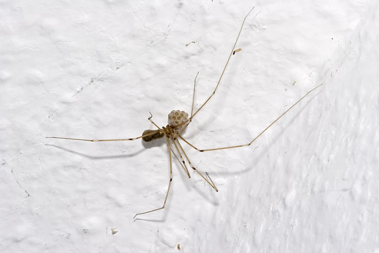 Spider with egg sac