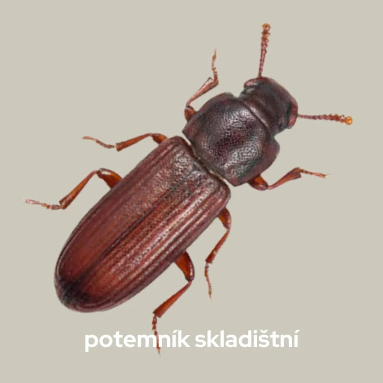 Fotografie červeného brouka z obchodu s potravinami na neutrálním pozadí.