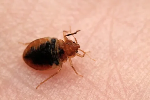 Štěnice domácí na lidské kůži pro identifikaci.