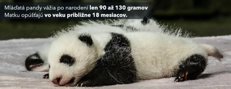 Mláďata pand velkých po narození váží jen 90 až 130 gramů.