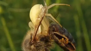 Pavouk se živí včelou na svém pavučině.