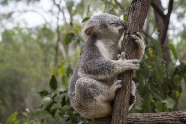 Koala se drží stromu v přírodě.