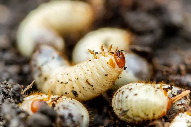 Bílá larva brouka v zemi mezi půdou.