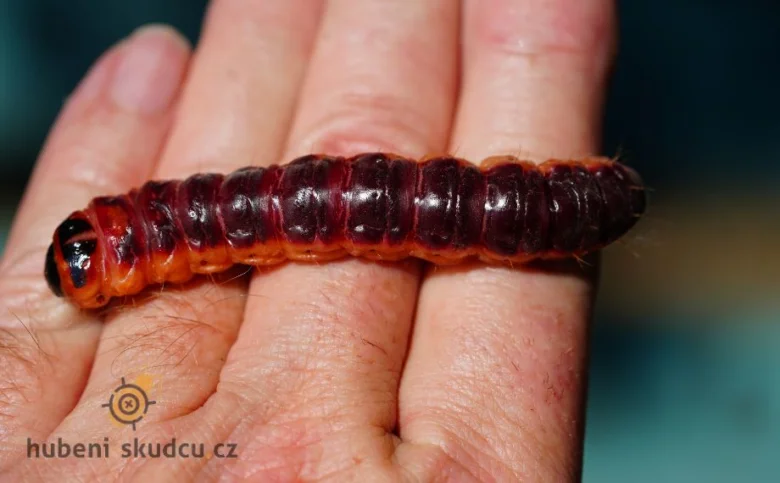 Velká larva můry leží v dlani lidské ruky.