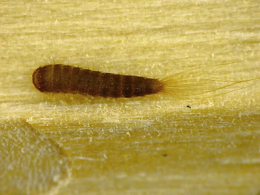 Hnědá larva můry na zeleném listu rostliny.