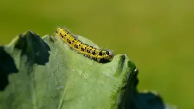 Yellow caterpillar on leaf