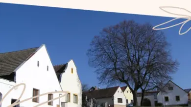 Velká lípa stojí na trávníku vedle bílých domů v vesnici.